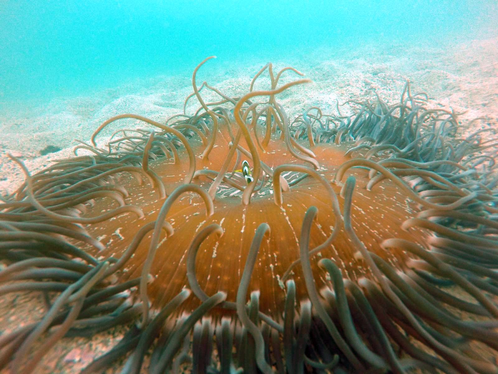香港水域擁有豐富的生物多樣性。