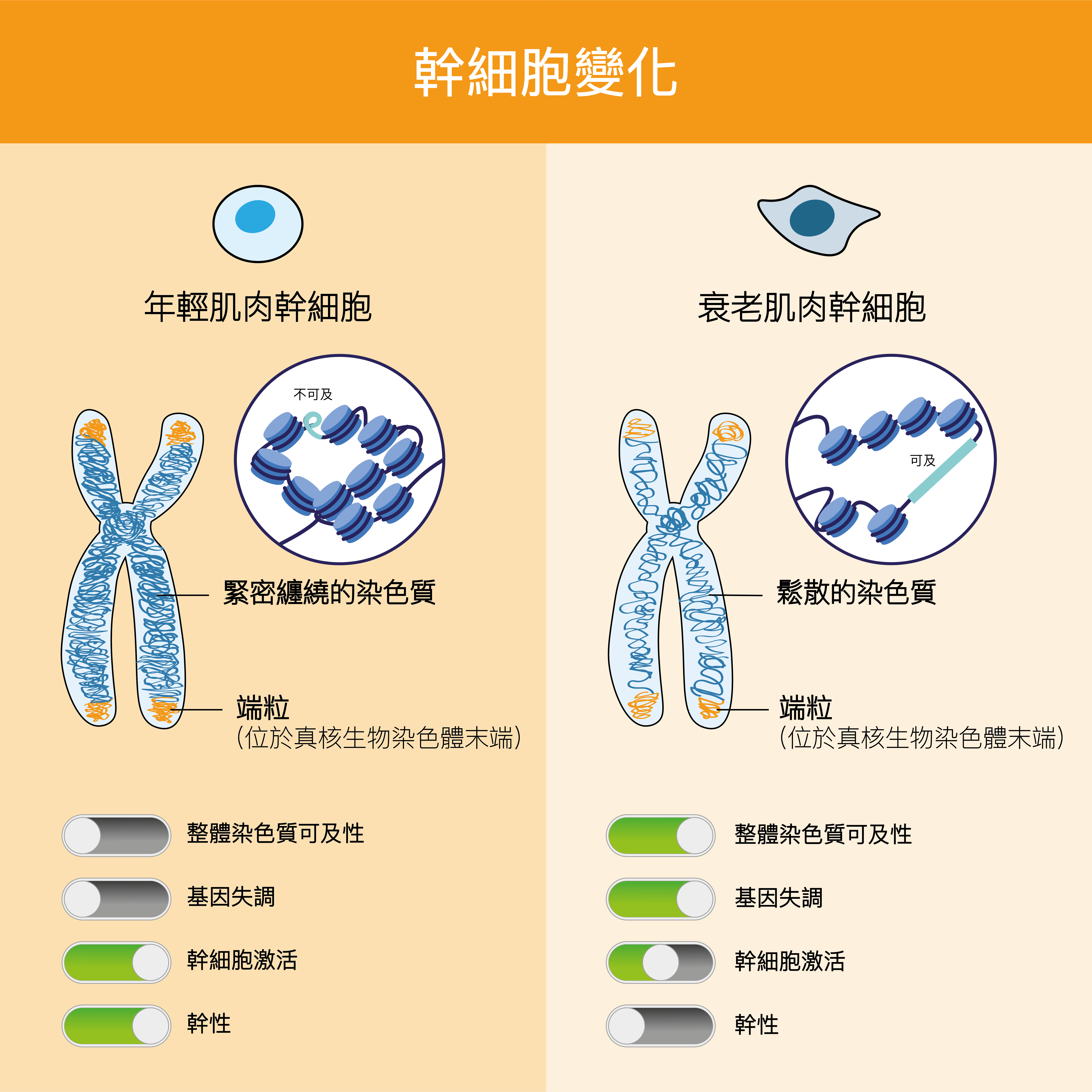 幹細胞變化