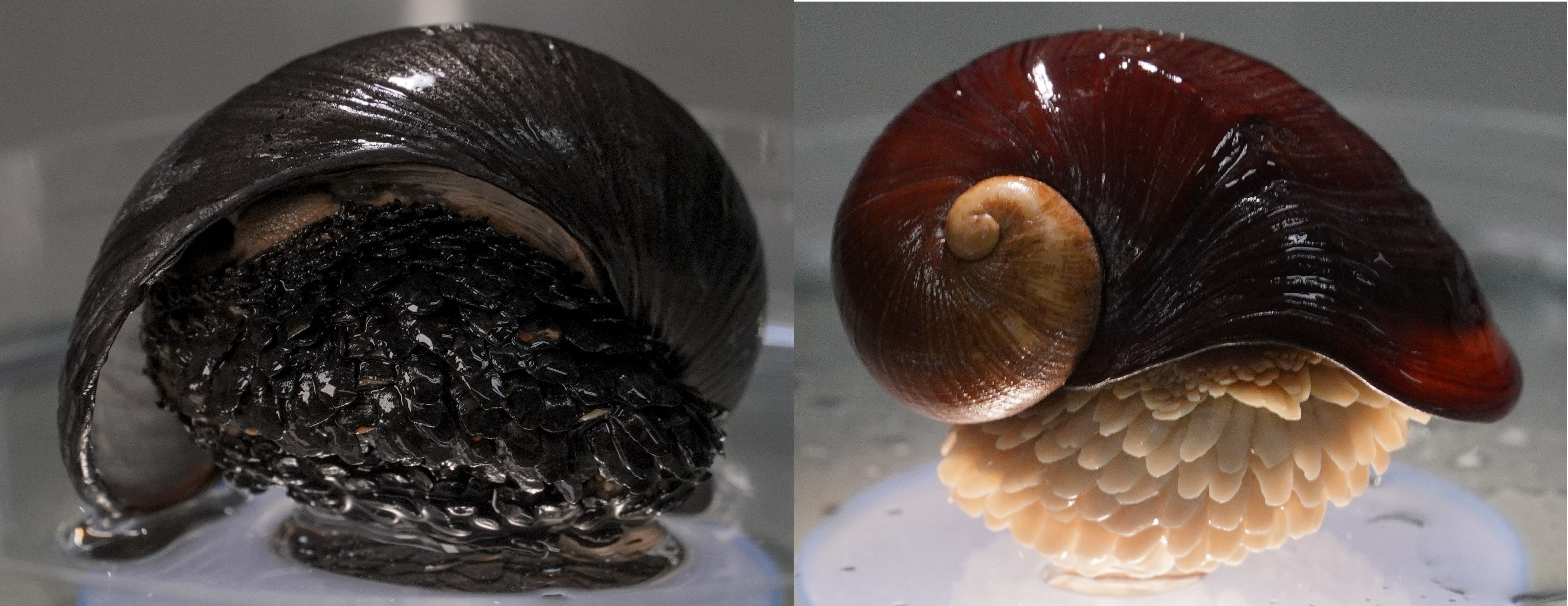 The Scaly-foot Snail on the left has incorporated the iron from the hydrothermal vent while the one on the right has not.