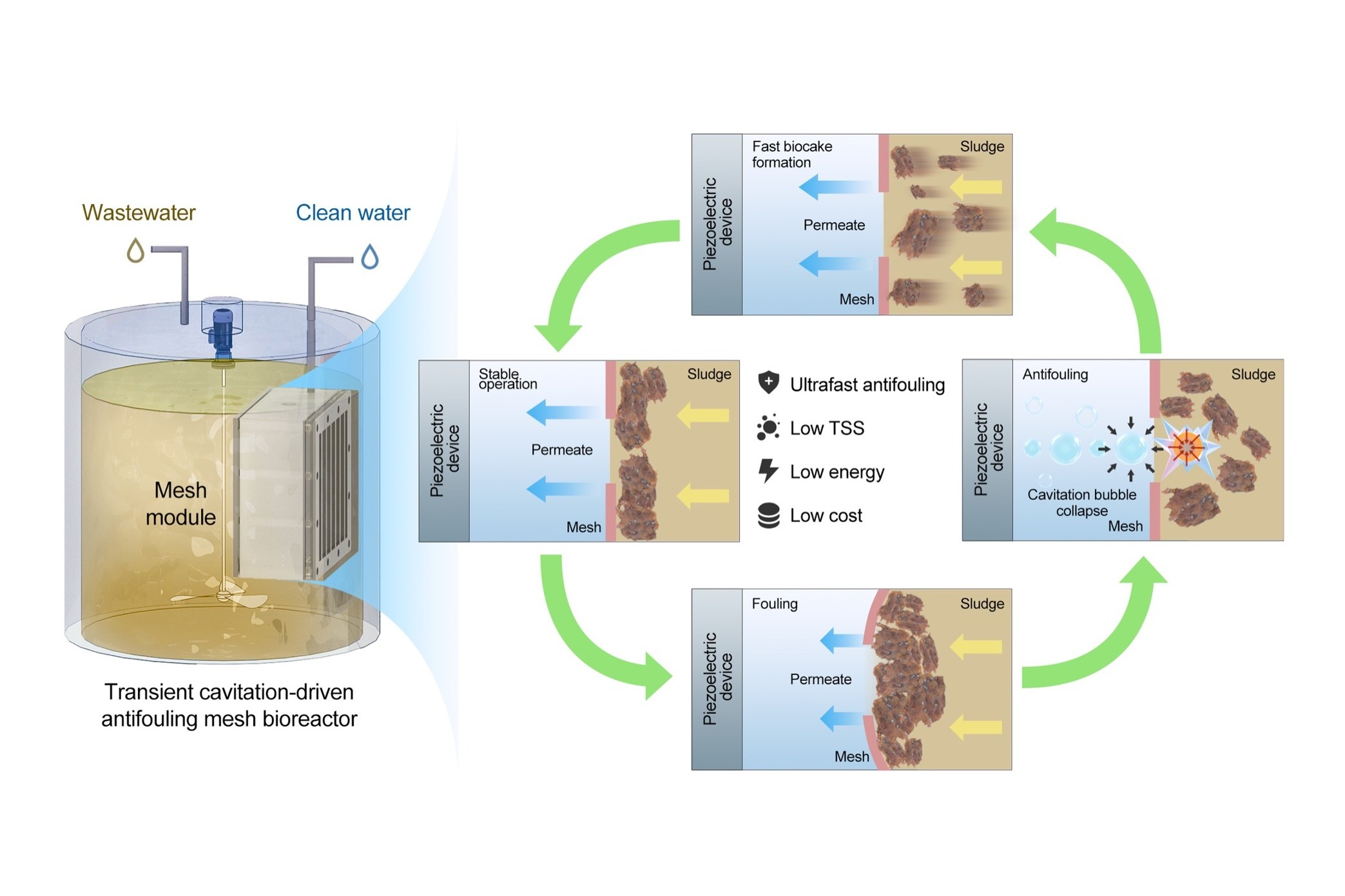 Schematic of transient cavitation-driven biofouling control using piezoelectric device.