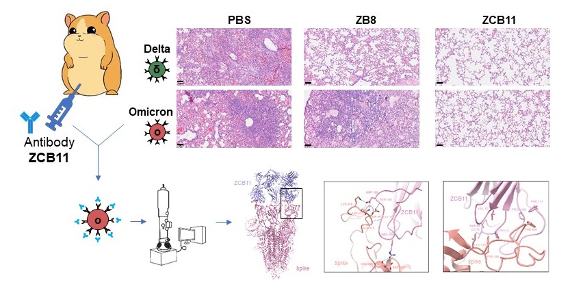 抗體ZCB11（右）可保護敘利亞倉鼠的肺部免受Omicron和Delta病毒變異株的感染與損傷 。 PBS（左）是無抗體對照， ZB8（中）是抗體對照，只能保護倉鼠免受Delta病毒變異株的感染與損傷，但不能免受 Omicron病毒變異株的感染與損傷。 冷凍電鏡結構分析揭示了ZCB11和Omicron S蛋白的結合模式 。
